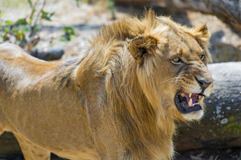 Картинка животные львы гримаса морда грива молодой злость рык клыки пасть хищник оскал