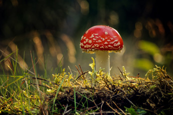 Картинка природа грибы +мухомор красная шапка