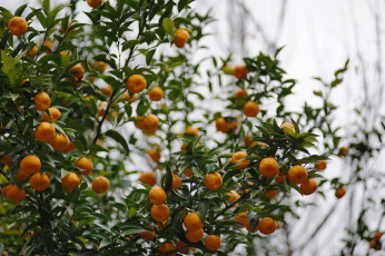 Картинка природа плоды mandarins leaves дерево fruit tree мандарины листья фрукты