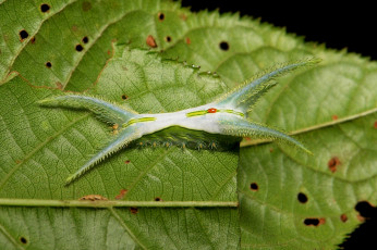 Картинка животные гусеницы itchydogimages макро веточка листья гусеница
