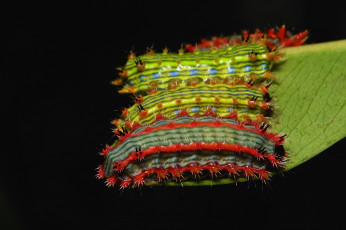 Картинка животные гусеницы itchydogimages макро насекомые лист трио