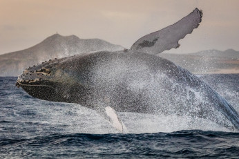 Картинка животные киты +кашалоты прыжок брызги мощь