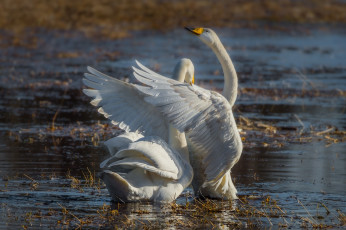 Картинка животные лебеди пара грация крылья водоём