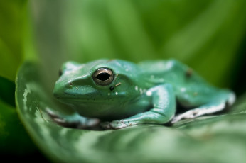 Картинка животные лягушки лист зелёный