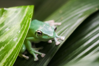 Картинка животные лягушки листья зелёный
