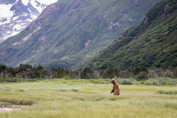 Картинка животные медведи лес горы пейзаж наблюдение стойка гризли