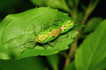 Картинка животные насекомые itchydogimages макро лист жучки