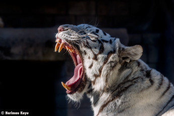 Картинка животные тигры зоопарк пасть морда зевает белый кошка хищник язык клыки
