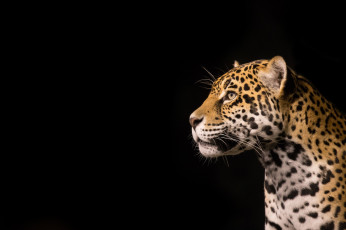 Картинка животные Ягуары профиль морда хищник