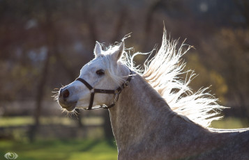 Картинка автор +oliverseitz животные лошади движение морда грива недоуздок бег серый конь