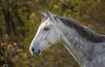 Картинка автор +oliverseitz животные лошади конь серый морда профиль грива