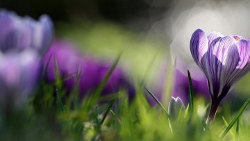 Картинка цветы крокусы полосатый блики трава крокус макро