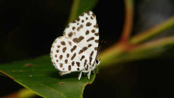 Картинка животные бабочки +мотыльки +моли itchydogimages макро насекомое бабочка крылья усики