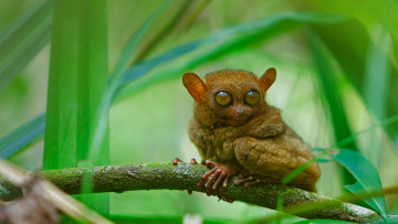 Картинка животные долгопяты долгопят примат глаза ветка листья