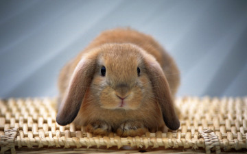 Картинка животные кролики +зайцы корзина рыжий вислоухий кролик