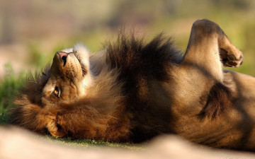 Картинка животные львы трава грива лев