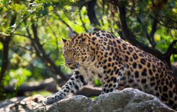 Картинка животные леопарды кошка амурский