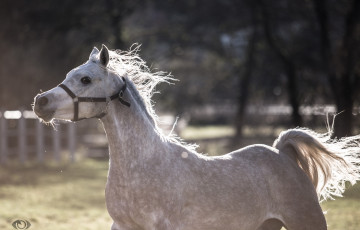 Картинка автор +oliverseitz животные лошади движение бег хвост грива серый игра конь