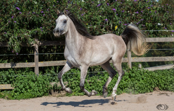 Картинка автор +oliverseitz животные лошади конь серый грива хвост грация бег галоп движение загон