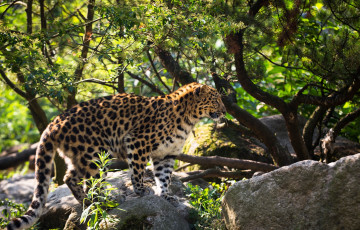 Картинка животные леопарды кошка амурский пятна мех профиль