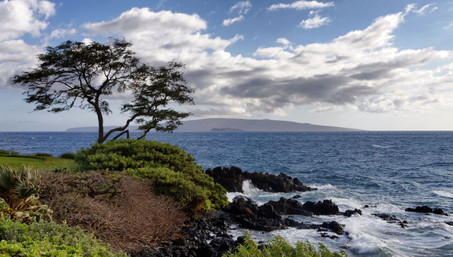 Обои картинки фото природа, побережье, море, дерево, скала