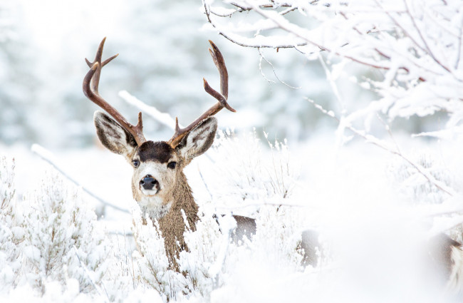 Обои картинки фото животные, олени, олень, снег, зима