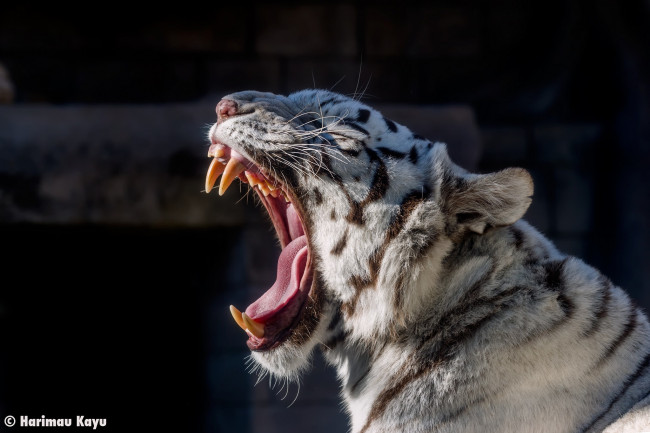 Обои картинки фото животные, тигры, зоопарк, пасть, морда, зевает, белый, кошка, хищник, язык, клыки