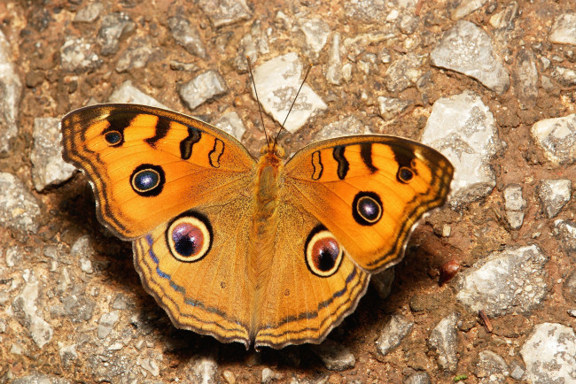 Обои картинки фото животные, бабочки,  мотыльки,  моли, itchydogimages, макро, бабочка, крылья