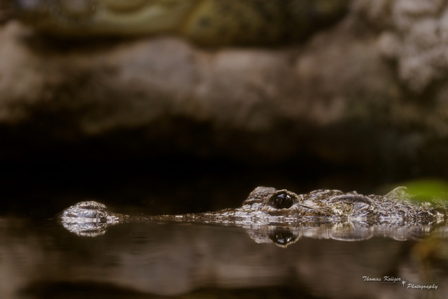 Обои картинки фото животные, крокодилы, челюсти, водоём