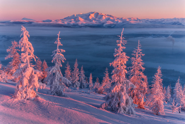 Обои картинки фото Якутия,  оймяконский район, природа, зима, холод, оймяконский, мороз, закат, вече, район, снег, деревья, пейзаж