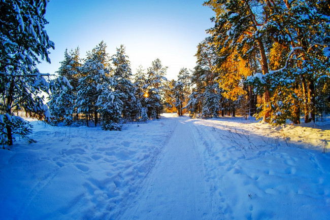 Обои картинки фото природа, зима, лес, деревья