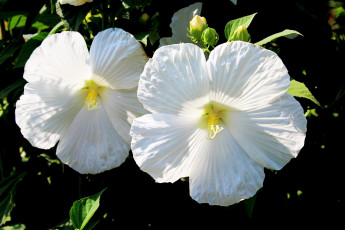 Картинка цветы гибискусы белый гибискус дуэт