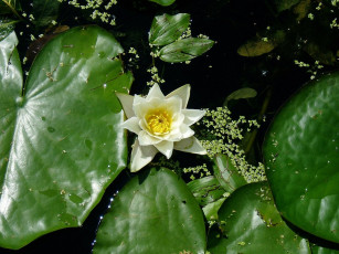 Картинка melena есть старом парке пруд цветы лилии водяные нимфеи кувшинки