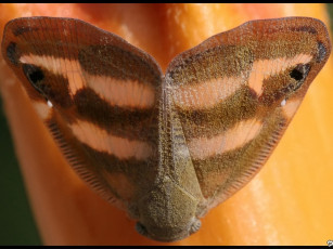 Картинка misina кто вы маска животные бабочки