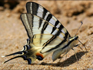 Картинка misina такая вот бабочка животные бабочки