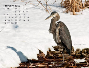 Картинка календари животные цапля гнездо