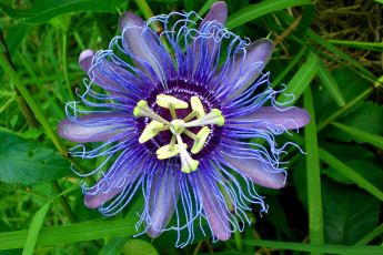 Картинка цветы пассифлора фиолетовый