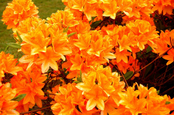 Картинка цветы рододендроны азалии оранжевый много яркий