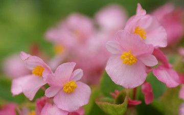 Картинка цветы бегония розовый