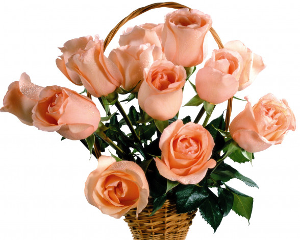 Обои картинки фото цветы, розы, корзинка, капли