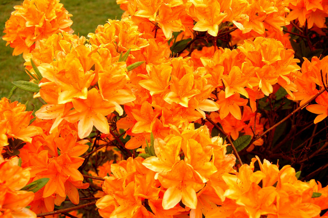 Обои картинки фото цветы, рододендроны, азалии, оранжевый, много, яркий