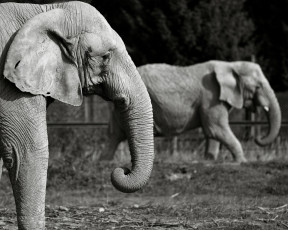 Картинка животные слоны чёрно-белая