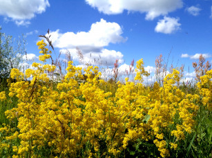 Картинка цветы луговые+ полевые +цветы лето желтый поле