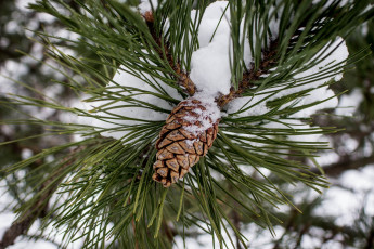 Картинка природа шишки +жёлуди +каштаны ветка хвоя иголки макро снег