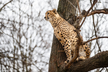Картинка животные гепарды гепард кошка дерево наблюдение