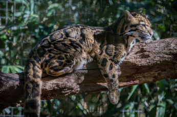Картинка животные леопарды дымчатый леопард кошка бревно отдых свет