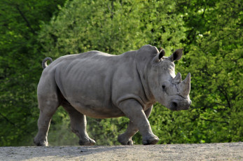 Картинка животные носороги животное носорог деревья