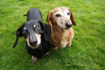 Картинка животные собаки трава