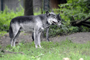 Картинка животные волки лес волк