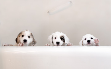 Картинка животные собаки мокрые щенки ванна